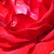 Czerwony  - Róże rabatowe floribunda - Nina Weibull®